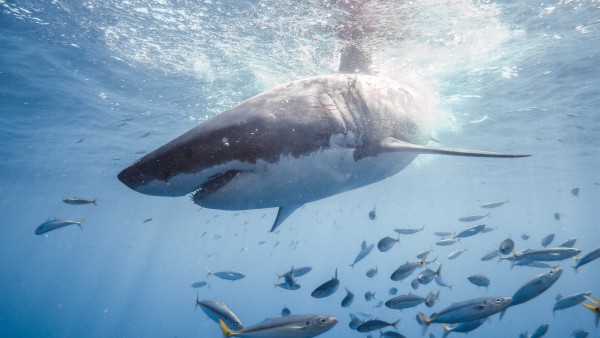Great White Dive by Michael Brown